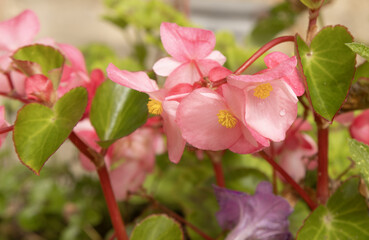 Fleur de Bégonia nains rose