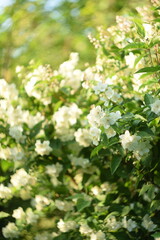 Sweet mock shrub blooming on swirly bokeh background, jasmine shrub blooming, bokeh background, by manual Helios lens, soft focus.
