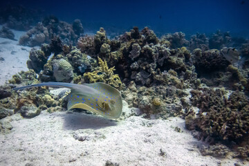 Red Sea submarine