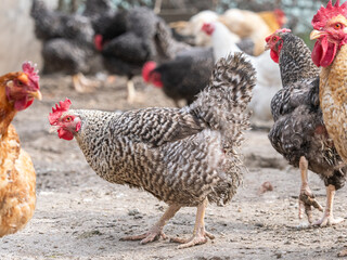 a group of chickens are standing in front of a fence.