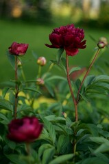 Obraz na płótnie Canvas Amaranth peonies on bokeh green garden background, blooming peonies flowers in summer garden, by manual Helios lens.