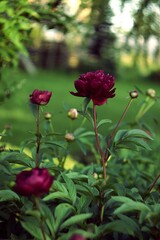 Amaranth peonies on bokeh green garden background, blooming peonies flowers in summer garden, by...