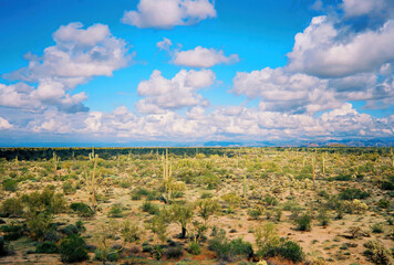 Naklejka na ściany i meble Central Sonora Desert Arizona