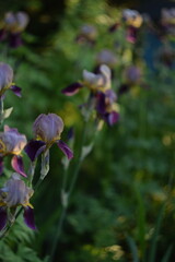 Pink-purple iris germanica flowers in garden, on bokeh garden background, soft focus by manual Helios lens.