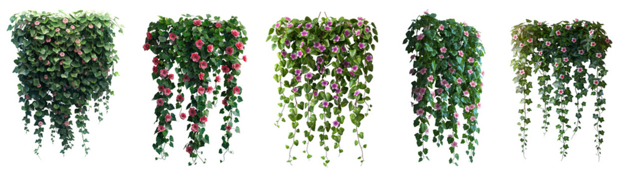 Beautiful hanging vines with red flowers isolated on transparent or white background. 3d Rendering