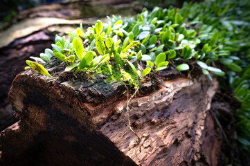 Close up of Plant growing in the rotten woods, sunlight shine on it, background out of focus in...