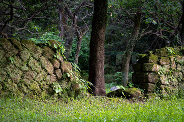 Historic stone rip rap covered by ferns and moss, use to be the wall of soldier camp, hidden in the Ershawan Fort (national historic site), in Keelung city, Taiwan.