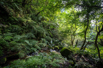 Fototapeta na wymiar Little stream go through the greenery forest with fern and moss, trees surrounded, sunlight shines on the leaf gently in the creek, in New Taipei City, Taiwan.