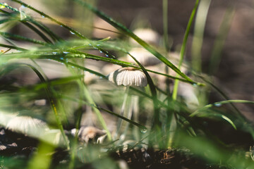 Beautiful Flower in Garden Macro Photography Bees Serenity Calming Holistic