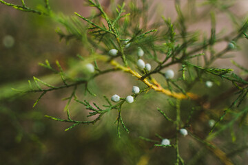 Beautiful Flower in Garden Macro Photography Bees Serenity Calming Holistic