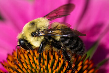 Beautiful Flower in Garden Macro Photography Bees Serenity Calming Holistic