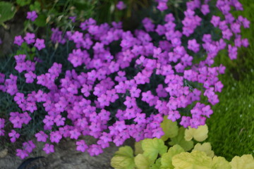Fototapeta premium Pink dianthus blooming in late spring garden,blurred floral background, defocused by manual helios lens.