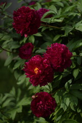 Amaranth peonies on bokeh green garden background, blooming peonies flowers in summer garden, by...