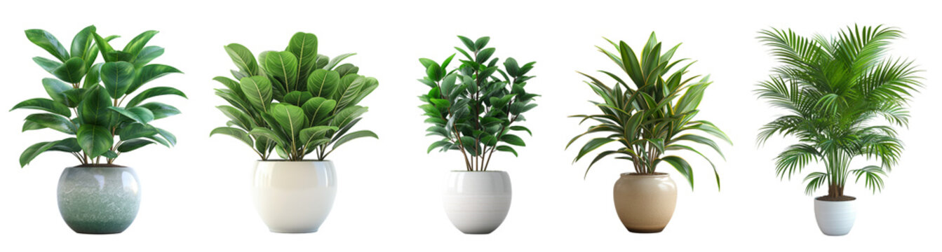Fototapeta Beautiful plants in ceramic pots for isolated on transparent or white background