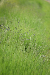 Lavender landscape. Lavender flowers in buds closeup and sunny bokeh flowers background. Scene with lavendula flowers by maual Helios lens, soft focus.