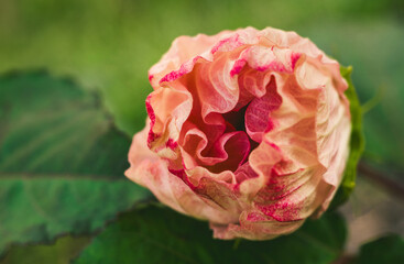 Beautiful Flower in Garden Macro Photography Bees Serenity Calming Holistic