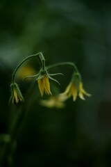 Tomato flowers closeup on green dark background, by manual Helios lens,  selective focus,  vintage.
