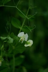Green peas flowers closeup on green dark background, by manual Helios lens, selective focus, vintage.