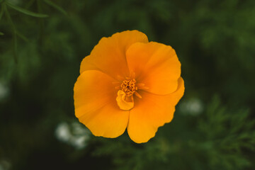 Beautiful Flower in Garden Macro Photography Bees Serenity Calming Holistic