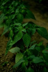 Pepper plants on bokeh dark background, by manual Helios lens, selective focus, vintage.