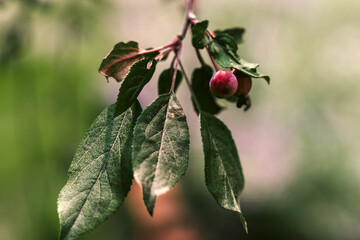 Beautiful Flower in Garden Macro Photography Bees Serenity Calming Holistic