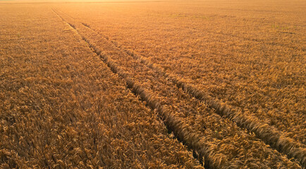 Agricultural land in the summer evening, wheel track marks in the wheat field, directly above aerial view.