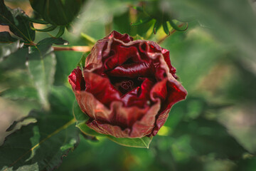 Beautiful Flower in Garden Macro Photography Bees Serenity Calming Holistic