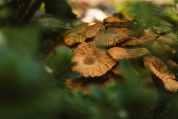 Beautiful Flower in Garden Macro Photography Bees Serenity Calming Holistic