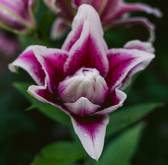 Beautiful Flower in Garden Macro Photography Bees Serenity Calming Holistic