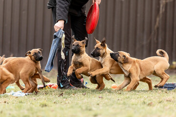 Belgian Shepherd Malinois puppies. Dog litter. Working dog kennel. Cute little puppies playing outdoor © OlgaOvcharenko