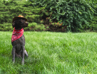 German Shorthaired Pointer Dog sitting in the grass on a sunny day wearing a hat