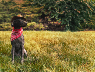 German Shorthaired Pointer Dog sitting in the grass on a sunny day wearing a hat