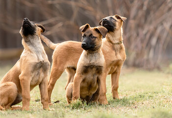 Belgian Shepherd Malinois puppies. Dog litter. Working dog kennel. Cute little puppies playing...