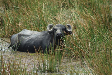 búfalos em área alagada em Amapá, amapá 