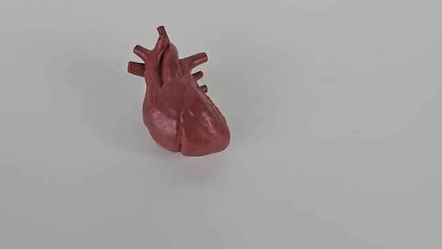 Anatomic heart isolated on white background. Medical plasticine human organ