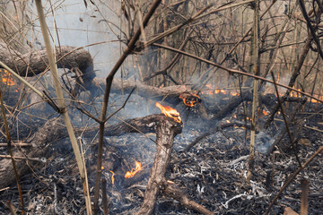 Ecology damage after burning tropical forest caused by human