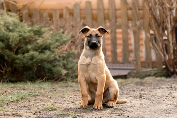 Belgian Shepherd Malinois puppy. Dog litter. Working dog kennel. Cute little puppies playing outdoor