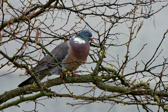 Crested Pigeon living in the city.