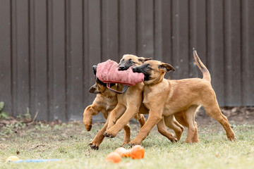Belgian Shepherd Malinois puppies. Dog litter. Working dog kennel. Cute little puppies playing outdoor © OlgaOvcharenko