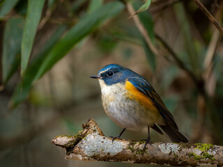 森の中で枝に留まってのんびりしているルリビタキの雄