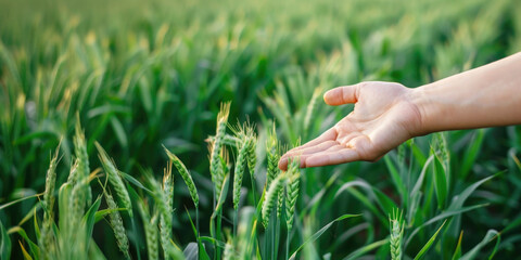 Fototapeta premium Close-up of farmer hand holding green wheat ears in the field, the concept of natural farming, agriculture,