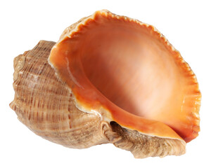 Orange big seashell isolated transparent background PNG macro