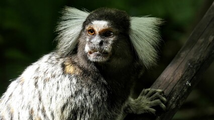 Callithrix jacchus monkey on the tree branch