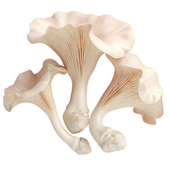 Fototapeta premium Three mushrooms growing on the ground