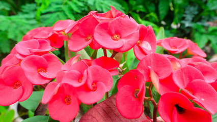 The red flowers are blooming and are very beautiful.