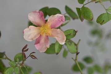 Macro top view of a withered Sasanqua Camellia with green leaves before a gray wall