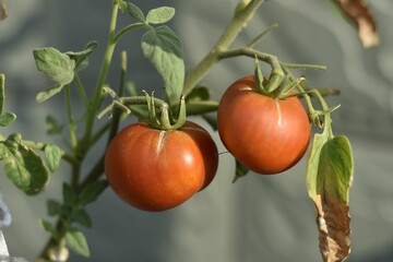 Macro shot of two tomatoes hanging from the vine under the sunlight