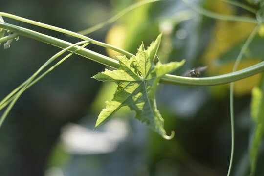Macro shot of a small green Cnidoscolus aconitifolius leaf