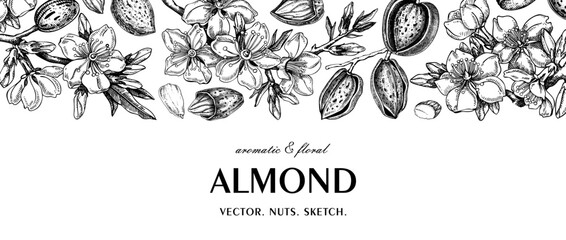 Almond background. Blooming branches, flowers, almond nut sketches. Hand drawn vector illustration. Vinatge botanical banner. NOT AI generated - 774969193