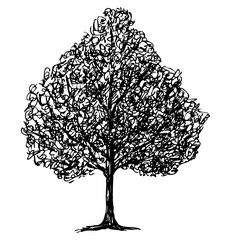 Deciduous tree silhouette, hand drawing, single,doodle, black, vector illustration isolated on white - 774969920